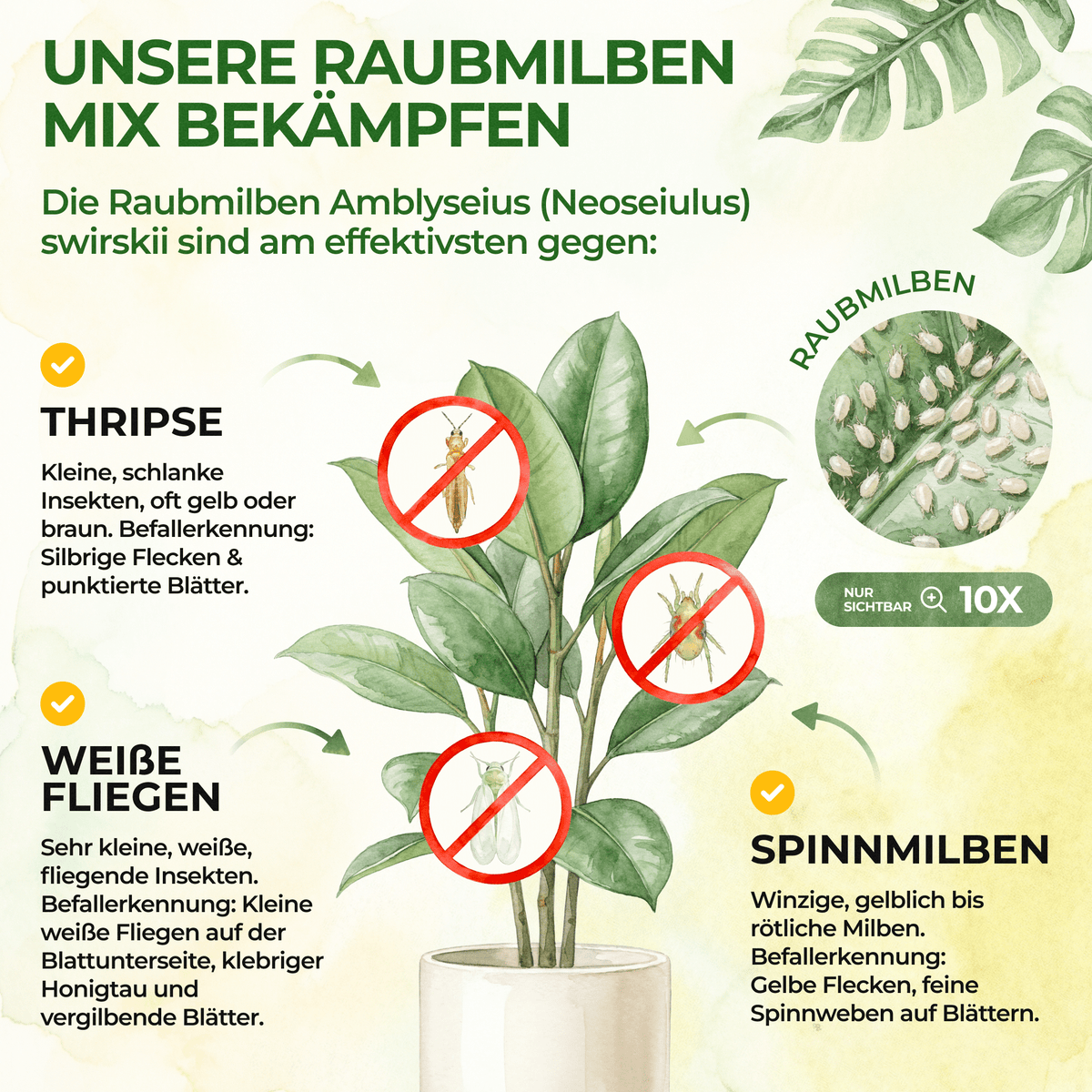 Ultimate Raubmilben gegen Thripse, Spinnmilben & Weiße Fliegen - Green Guardia - Ihr Experte für Schädlinge und Pflanzen