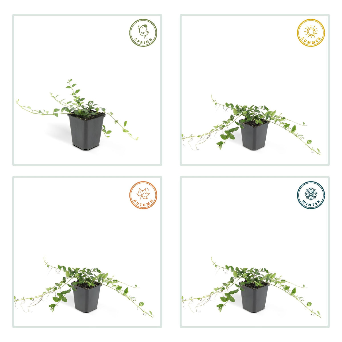 Vinca minor ‘Alba’ – weiß blühende Bodendeckerpflanze, 9 cm Topf, 10–25 cm Höhe - Green Guardia - Ihr Experte für Schädlinge und Pflanzen