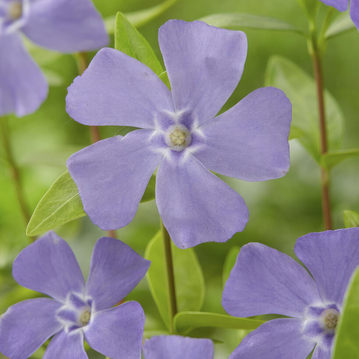 Vinca minor – bodendeckender Immergrün - Klassiker, 9 cm Topf, 10–25 cm Höhe - Green Guardia - Ihr Experte für Schädlinge und Pflanzen