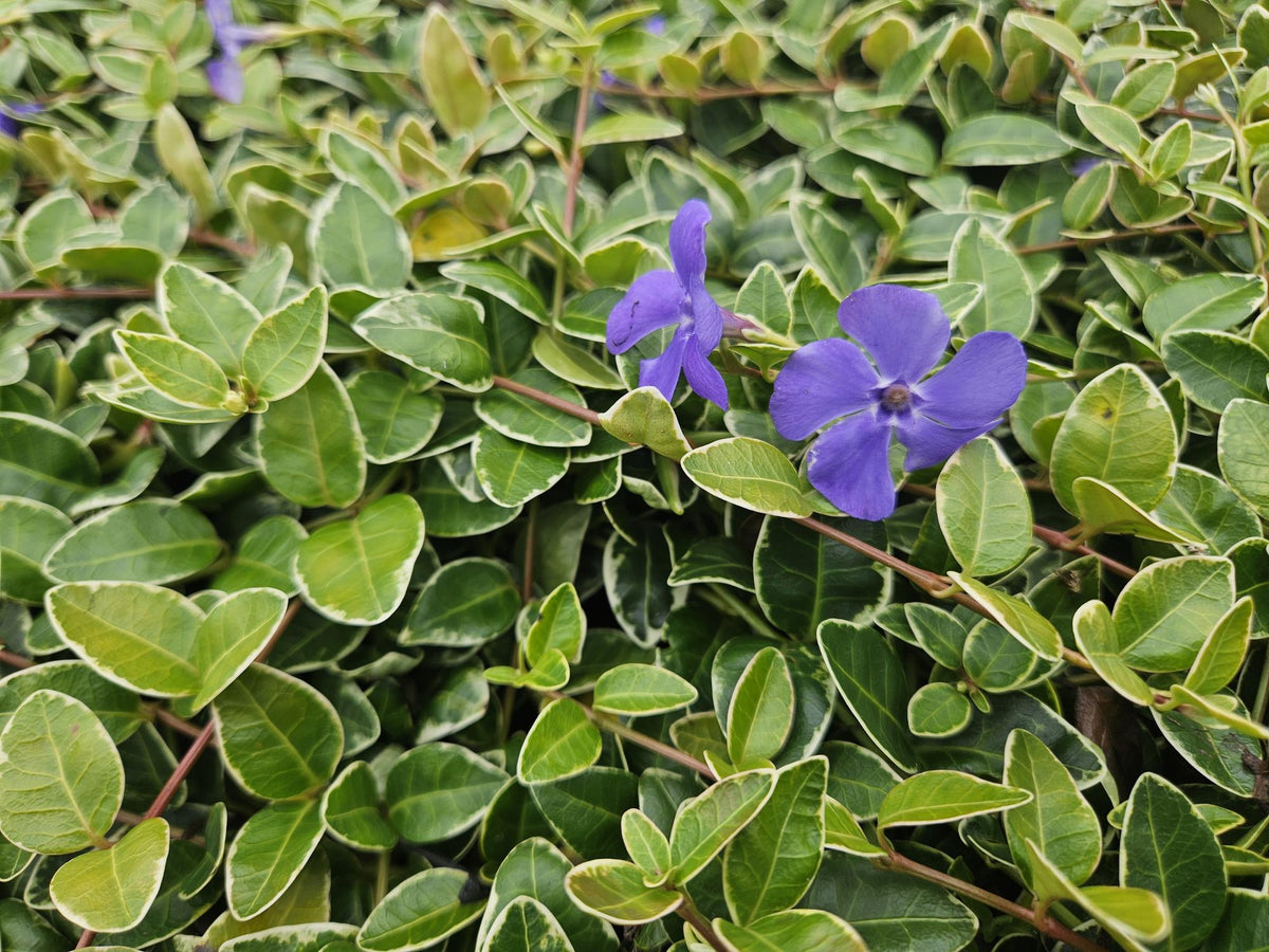 Vinca minor ‘Ralph Shugert’ – weiß gerandetes Immergrün, 9 cm Topf, 10–25 cm Höhe - Green Guardia - Ihr Experte für Schädlinge und Pflanzen
