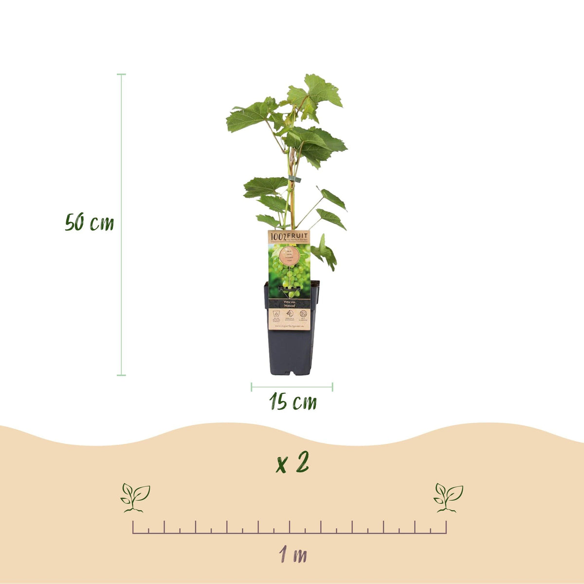 Vitis vinifera ‘Himrod’ – kernlose weiße Tafeltraube, 2 Pflanzen, 15 cm Topf, 50 cm Höhe - Green Guardia - Ihr Experte für Schädlinge und Pflanzen