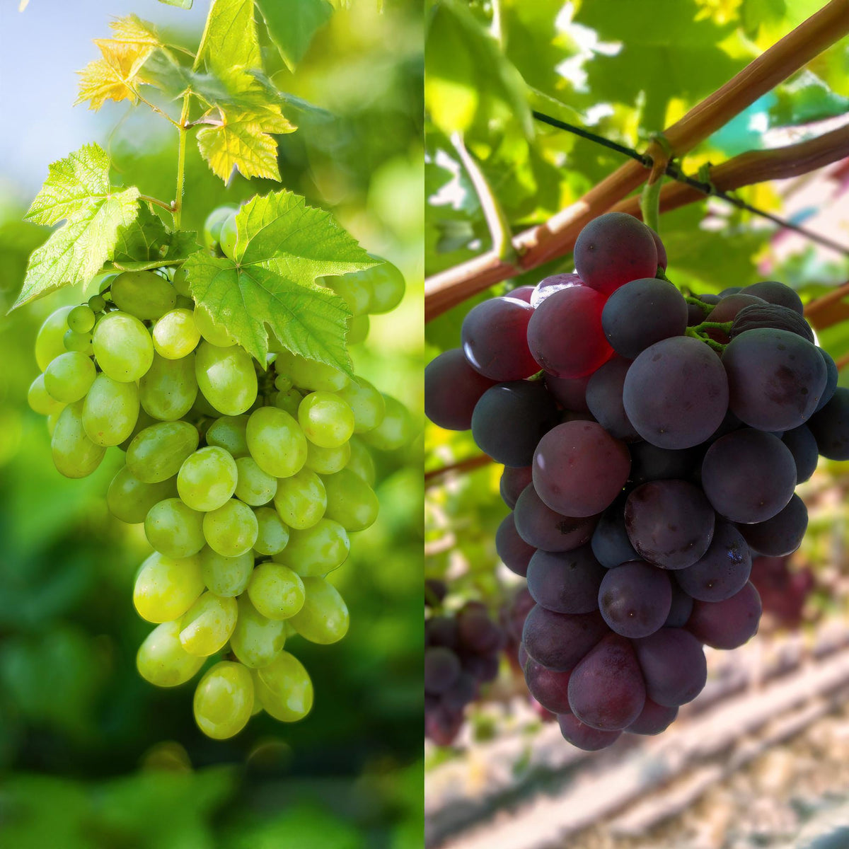 Vitis vinifera ‘Vanessa’ & ‘Himrod’ – kernlose Trauben, lila & weiß, 2 Pflanzen, 15 - cm Topf, 50 cm Höhe - Green Guardia - Ihr Experte für Schädlinge und Pflanzen