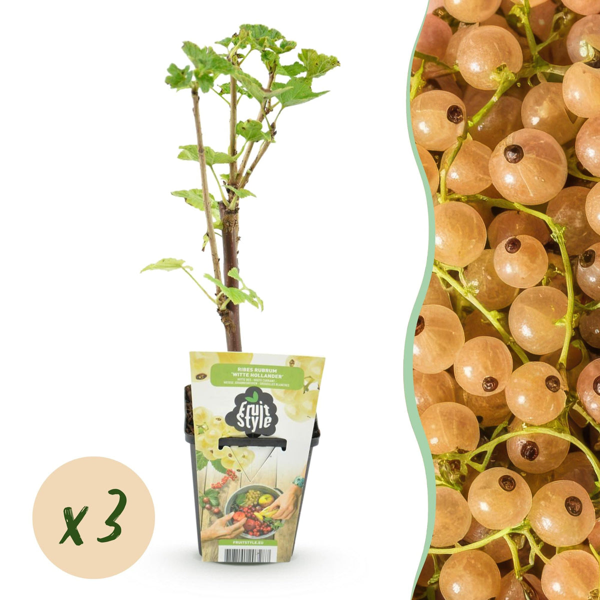 Weiße Johannisbeere – Ribes rubrum ‘Weiße Holländer’ – winterhart – weiße Beeren – 3 - 6 Pflanzen – 9 cm Topf - Green Guardia - Ihr Experte für Schädlinge und Pflanzen