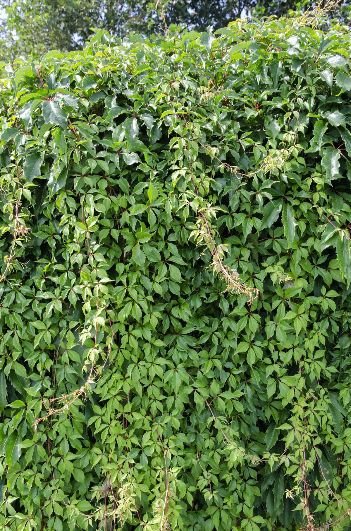Wilder Wein ‘Engelmannii’ – schnellwachsende Kletterpflanze, 15 cm Topf, 65 cm - Green Guardia - Ihr Experte für Schädlinge und Pflanzen
