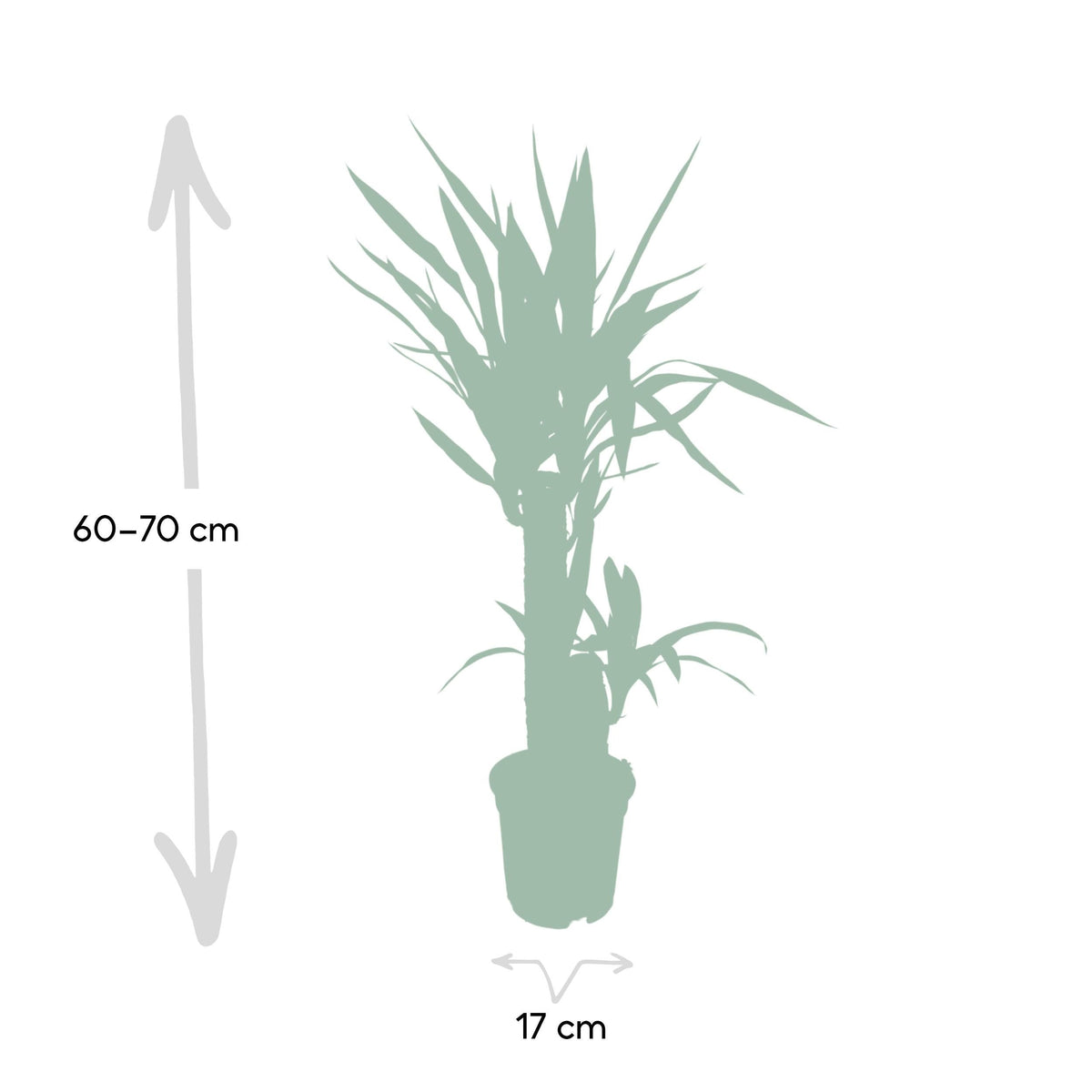 Yucca Elephantipes – Palmlilie - 30 - 125 cm - Green Guardia - Ihr Experte für Schädlinge und Pflanzen
