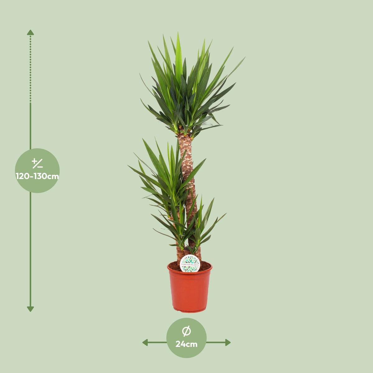 Yucca Elephantipes – Palmlilie - 30 - 125 cm - Green Guardia - Ihr Experte für Schädlinge und Pflanzen
