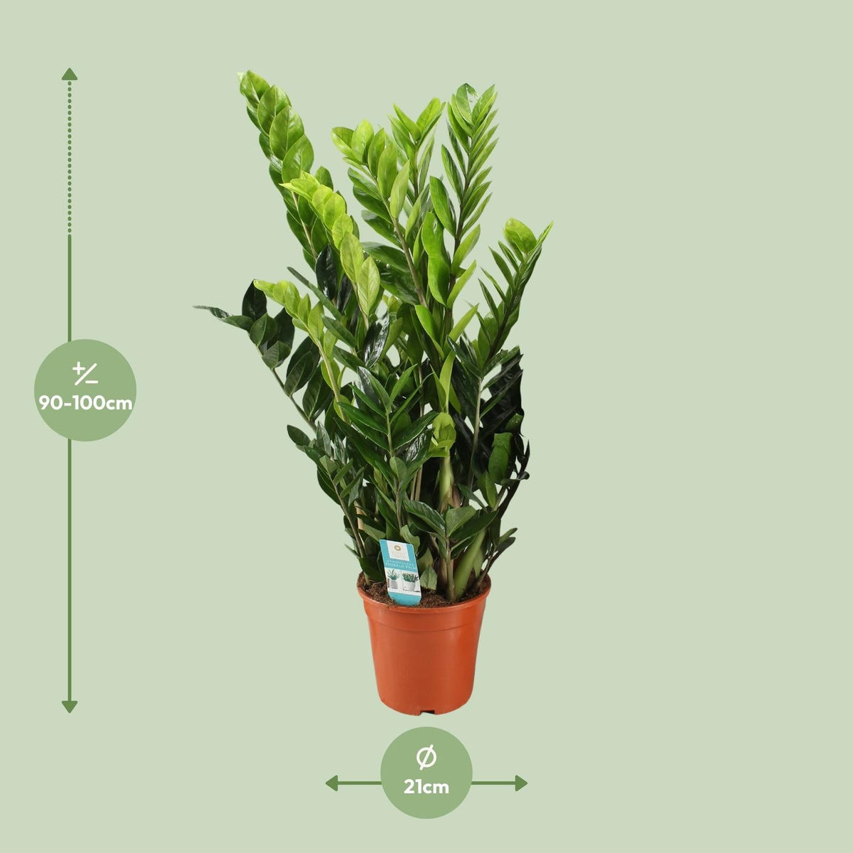 Zamioculcas Zamiifolia – Glücksfeder - 40 - 95 cm - Green Guardia - Ihr Experte für Schädlinge und Pflanzen