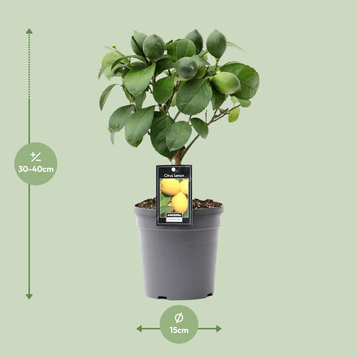 Zitronenbaum (Citrus lemon) – 35–80 cm - Green Guardia - Ihr Experte für Schädlinge und Pflanzen