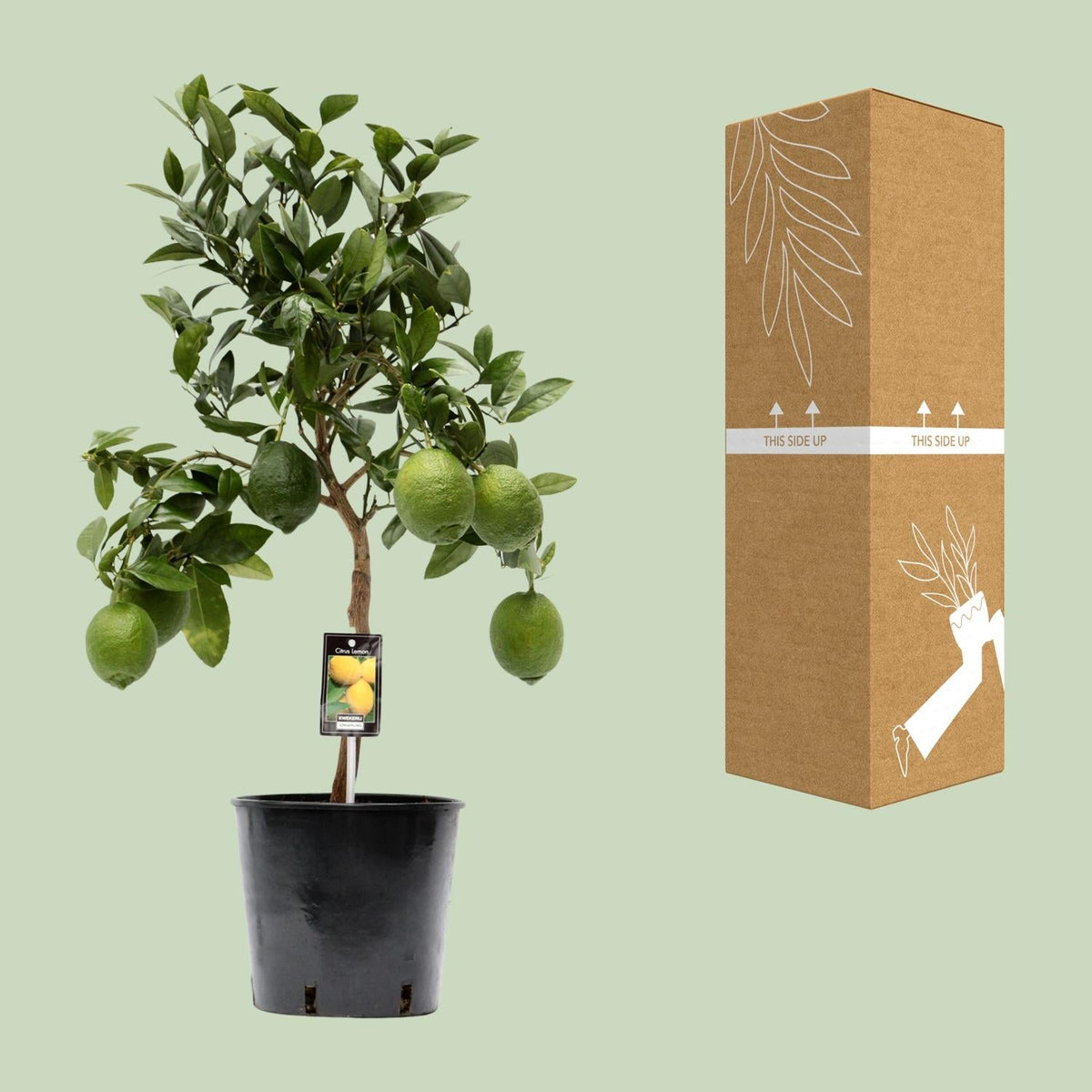 Zitronenbaum (Citrus lemon) – 35–80 cm - Green Guardia - Ihr Experte für Schädlinge und Pflanzen