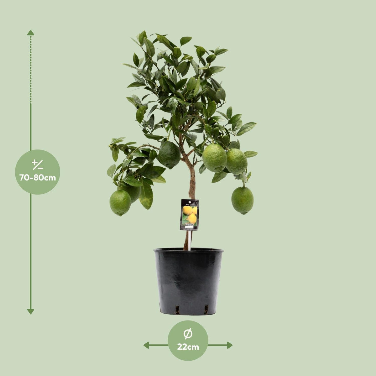 Zitronenbaum (Citrus lemon) – 35–80 cm - Green Guardia - Ihr Experte für Schädlinge und Pflanzen